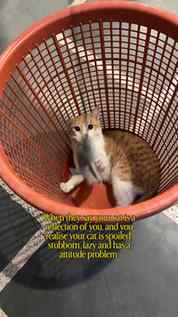 Me and my billu is identical!
.
.
.
(Cat videos, trending au