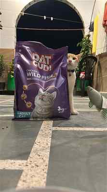 Billu ko lagta hai woh koi premium cat hai 😤 Normal khaana?