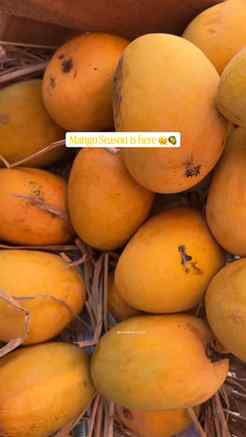 Ratnagiri’s golden Kesar & Hapus season is officially steali