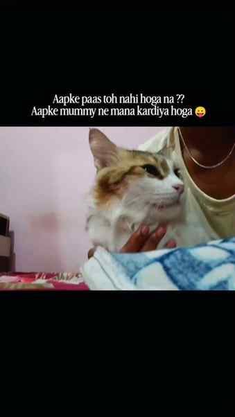 Hehe π§Ώπ§Ώπ§Ώπ§Ώ
#catofinstagram #fyppppppppppppppppppppppppp