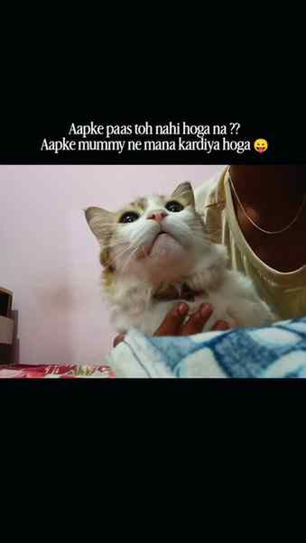 Hehe π§Ώπ§Ώπ§Ώπ§Ώ
#catofinstagram #fyppppppppppppppppppppppppp
