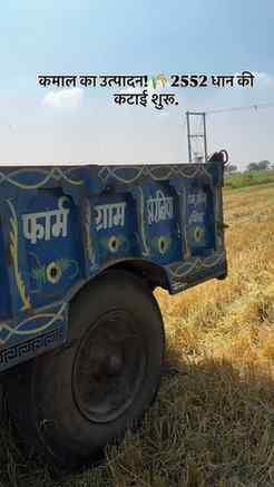 आज खेत में चल रही है 2552 धान की हार्वेस्टिंग। दानों का भराव