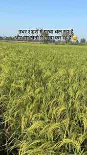 उधर शहरों में गरबा चल रहा है
और हम खेतो में गरबा कर रहे हैं