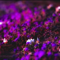 _only_akhila