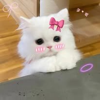 kamall_9x
