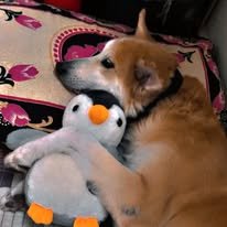 thakur_3295
