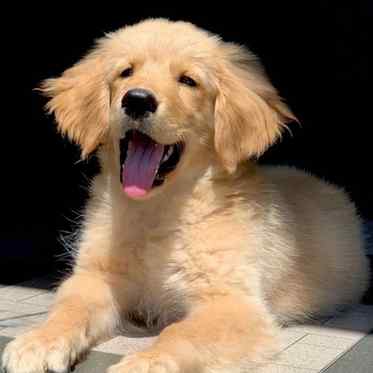 theothefurryboy